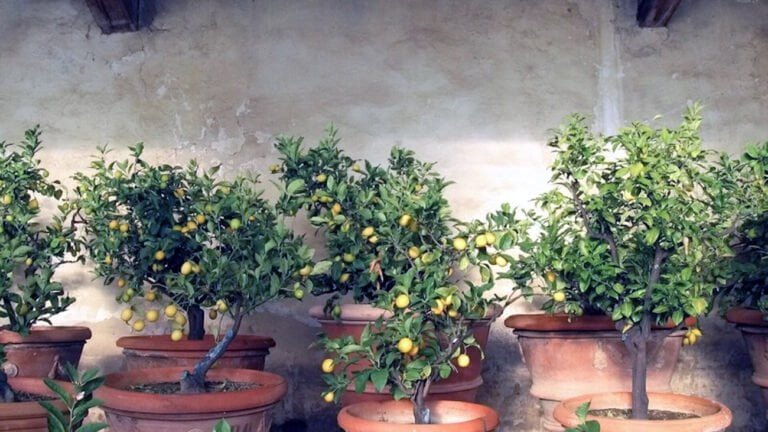 Creare un bonsai di limone