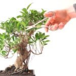 Come potare il bonsai