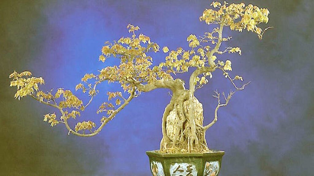 Quanto costa un bonsai