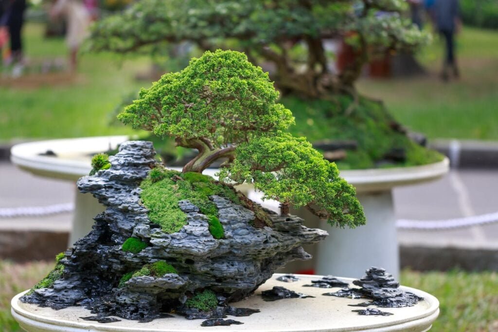 Scopri Dove tenere un bonsai ficus